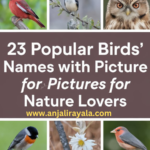 Popular Birds’ Names with Pictures