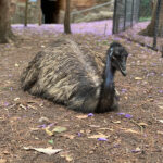 Emu