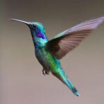 Hummingbird