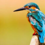 Kingfisher