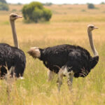 Ostrich