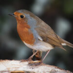 Robin