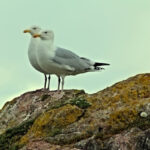 Seagull