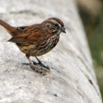 Sparrow